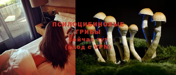прущие грибы Белокуриха